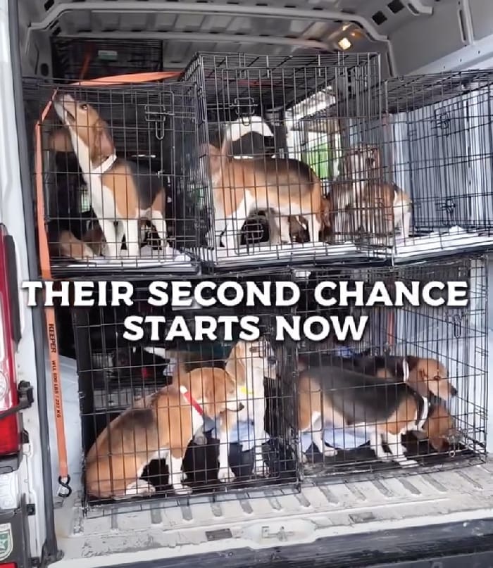 Alaqua Beagle Rescue