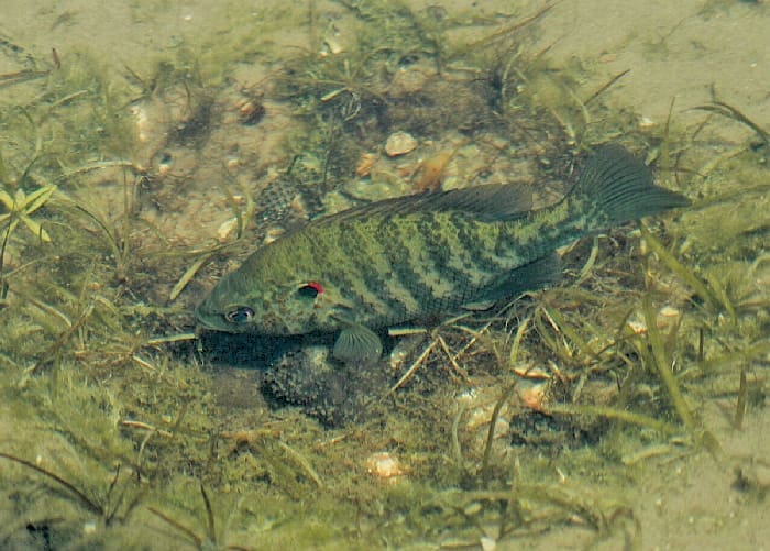 Fish Redear wiki Lepomis_microlophus Fish Redear wiki Lepomis microlophus